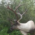 Mountain Caribou Mountain Caribou